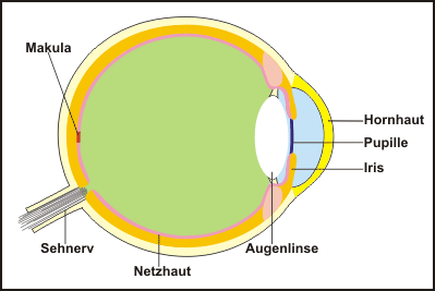 Myopie astigmatismus presbyopie - Rövidlátás – Wikipédia